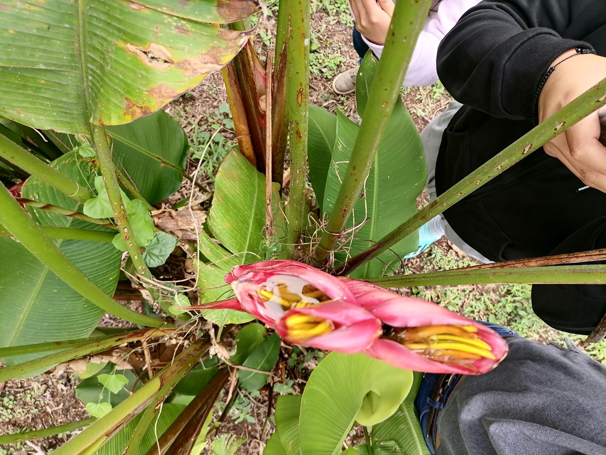 Heliconia bourgaeana